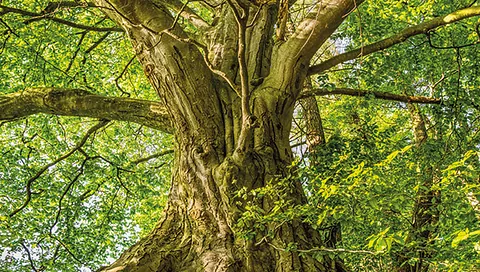eterskirche und Waidhaus, Görlitz © Reinhard Schubert